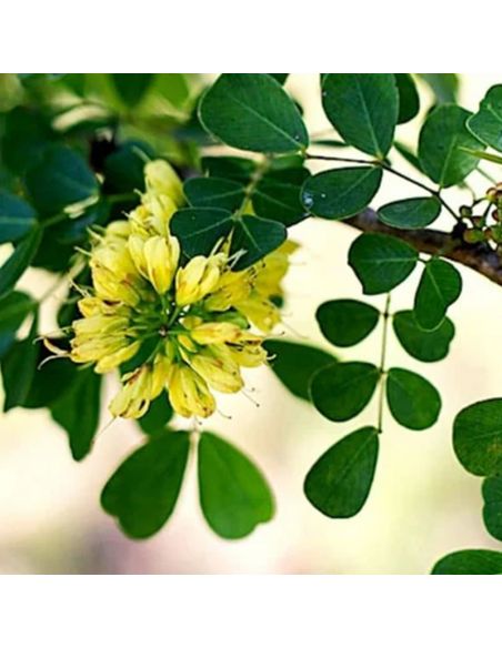 Kit de teinture végétale Campêche