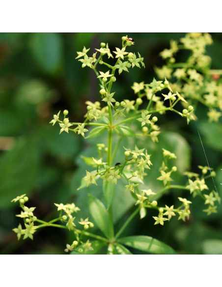 Kit de teinture végétale Garance