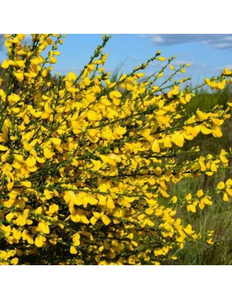 Kit de teinture végétale Genêt