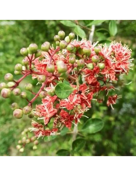 Kit de teinture végétale Hénné