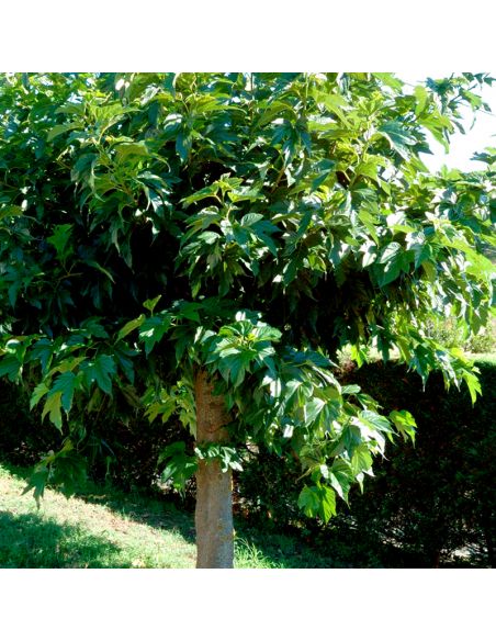 Kit de teinture végétale Mûrier