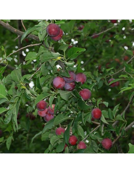 Kit de teinture végétale Myrobolan