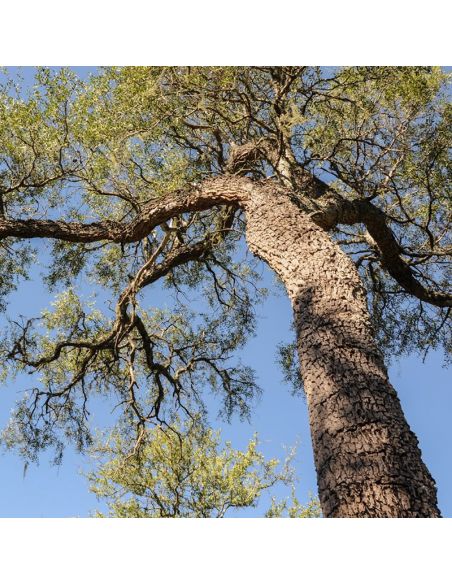 Kit de teinture végétale Québracho