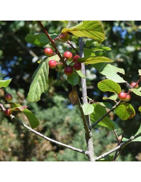 Pigment de Bourdaine pour teinture végétale