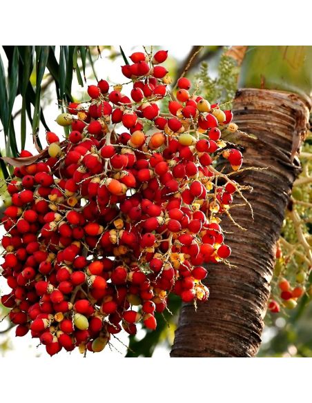 Pigment de Cachou pour teinture végétale
