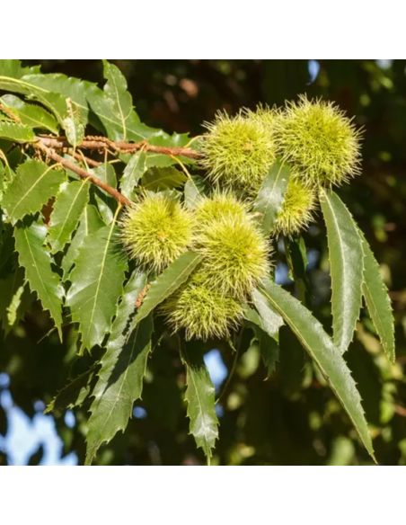 Pigment de châtaignier pour teinture végétale