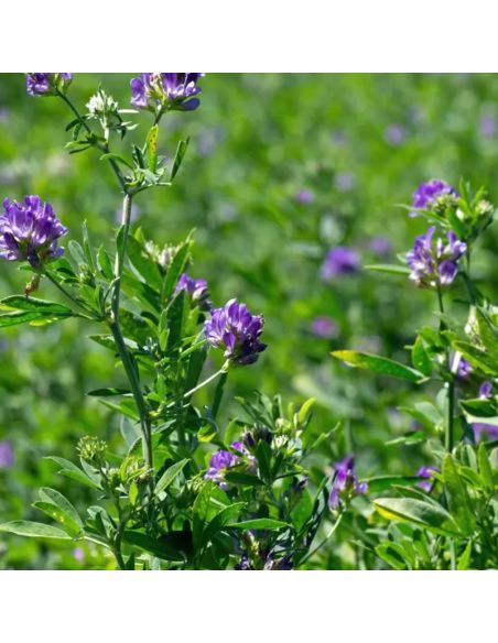 Pigment de Chlorophylle pour teinture végétale