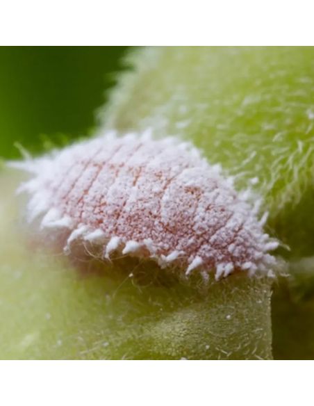 Pigment de Cochenille pour teinture végétale