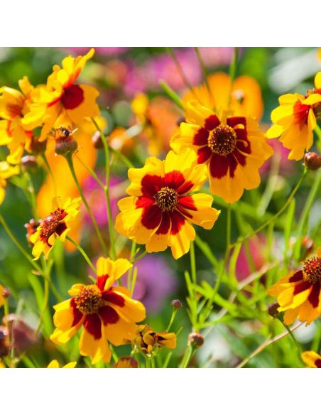 Pigment de Coréopsis pour teinture végétale