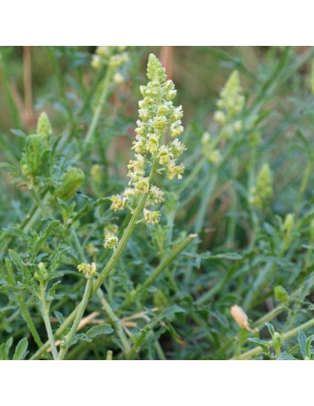 Pigment de Réséda pour teinture végétale