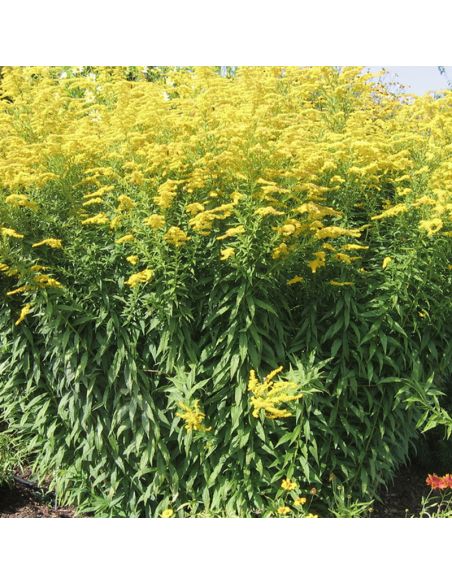 Pigment de Solidage pour teinture végétale