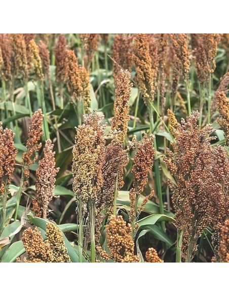 Pigment de Sorgho pour teinture végétale